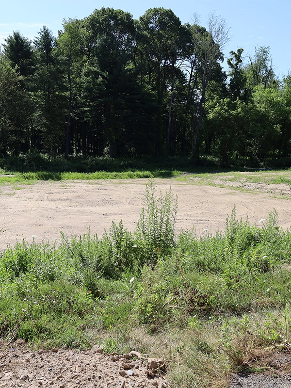 An overgrown field with trees and shrubs in the background.